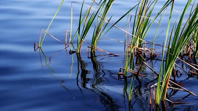 Looping motion with waves on deep blue water and vivid green reeds. 