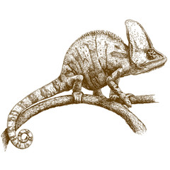 engraving illustration of chameleon - 122085983