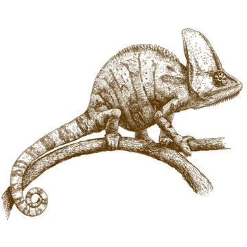 engraving illustration of chameleon