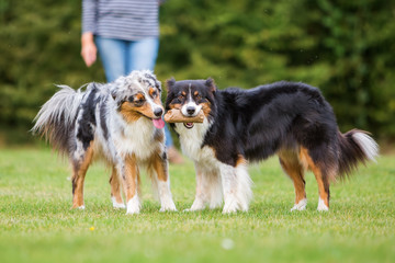 two dogs fighting for a food bag