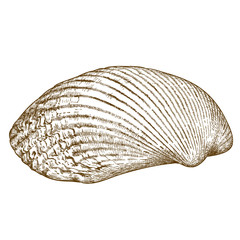 engraving illustration of clam shell