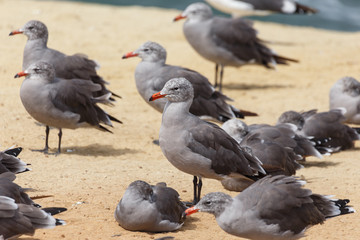 Heermann's Gull