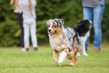 dog running on the meadow