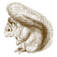 engraving  illustration of squirrel