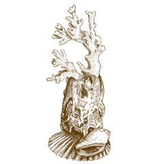 engraving  illustration of coral and shell