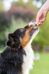 girl gives a dog a treat