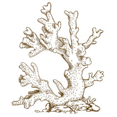 Naklejka premium engraving illustration of coral