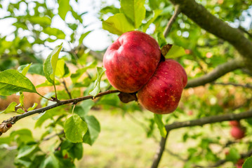 Reife Äpfel am Baum