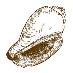 engraving illustration of cone seashell