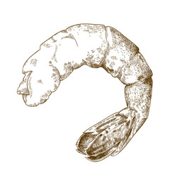 engraving  illustration of shrimp tail