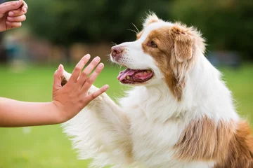Photo sur Plexiglas Chien girl gives a dog high five