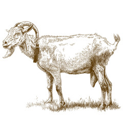 engraving illustration of goat