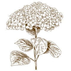 engraving antique illustration of hydrangea