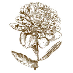 engraving illustration of peony flower