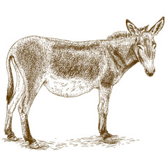 engraving illustration of donkey