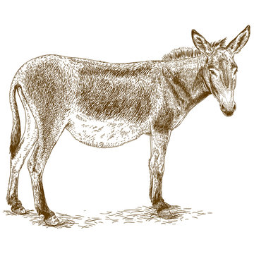 engraving illustration of donkey