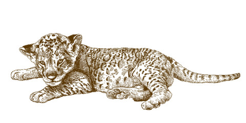 Naklejka premium engraving antique illustration of lion cub