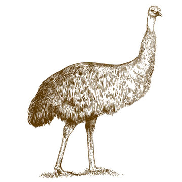 engraving  illustration of engraving ostrich Emu