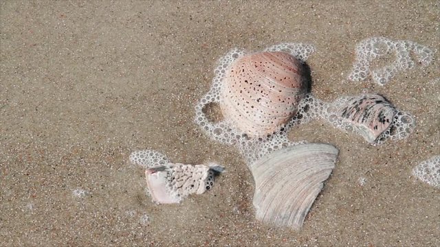 Loop features assorted shells on a sandy beach with occasional waves washing over them. 