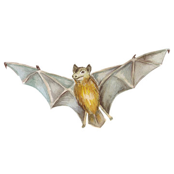 Halloween bat Hand drawn image