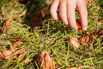 chestnuts / Children collecting chestnuts on a sunny autumn day 