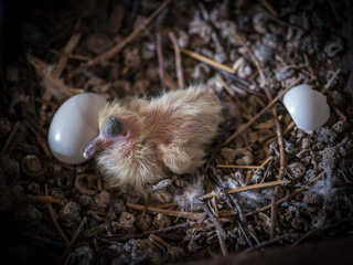 Nest einer Taube mit Küken © DigitalDesignTeam