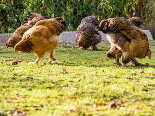 Freilaufende Hühner