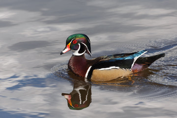 Wood Duck