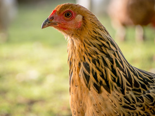 Huhn