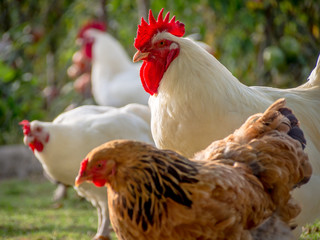 Freilaufende Hühner