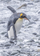 King Penguin walking stealthily across pebbles