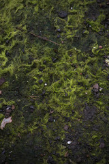green moss background