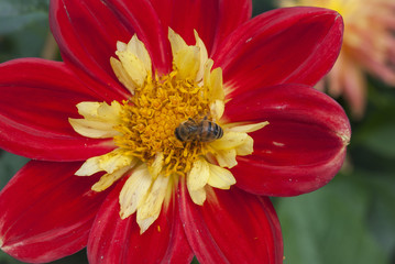 Bee on red flower