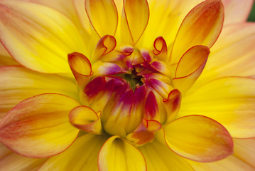 Yellow flower in macro view