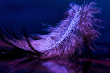 Macro photograph of the blue and purple feather. © halilakayy