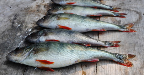 Fresh caught fish
