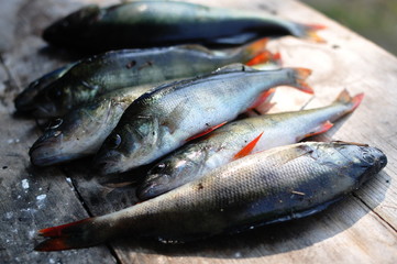 Fresh caught fish