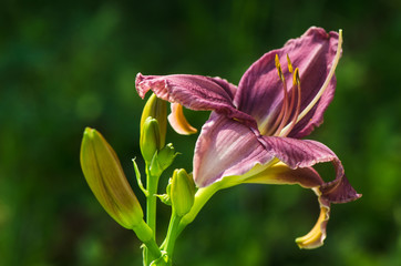lilac flower daylily