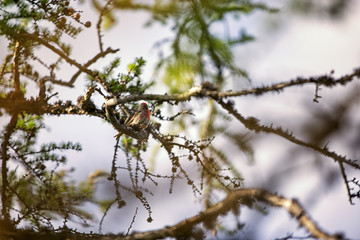 Чечётка сидит на ветке лиственницы