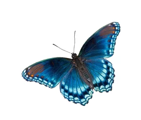 Papier Peint photo Lavable Papillon Limenitis arthemis astyanax, Red Spotted Purple Admiral butterfly, isolated