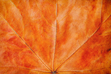 Orange red maple leaf closeup macro texture background. Autumn postcard template. Empty space for copy, text, lettering.