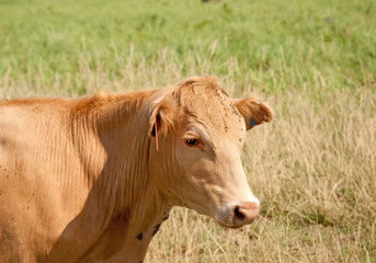 Young red steer in summer pasture