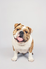 Fototapeta premium happy smiling english bulldog dog
