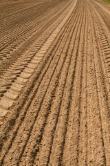 The plowed field. Furrow go to the horizon. The sowing of winter crops. Agricultural work. Sandy...