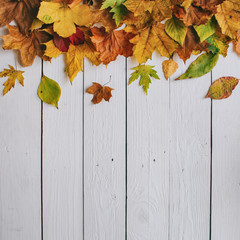 Naklejka na ściany i meble Colorful autumn dry leaves border frame on white painted rustic barn wood blanks background. Empty space for copy, text, lettering. Square postcard template.