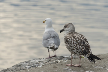 Seagulls, Newfoundland, Canada
