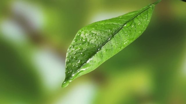 Leaf with drop of rain water with green background