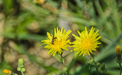 Bee on yellow flower