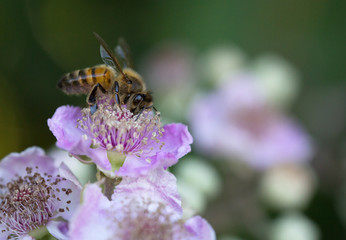 Macrophotographie d'insecte: Abeille européenne (Apis mellifera) 