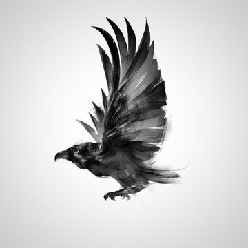 isolated graphically flying bird black crow